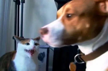 Приколи з кішками та собаками (ВІДЕО)
