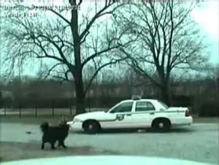 Собаки вщент розібрали поліцейське авто (HD ВІДЕО)